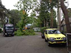 Bomen rooien Broekhuizen